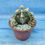 Astrophytum Myriostigma "Hakujo Fukuryu"  (Астрофитум)