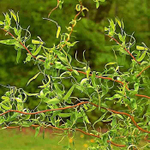 Ива вавилонская извилистая Тортуоза С2 40-60