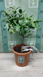 C. deliciosa × C. sinensis “Cadenera”