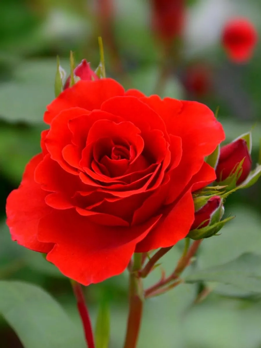 Роза плетистая Лилиана