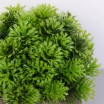 Цветочная композиция «Green garden» 10*12см в горшке, шишка