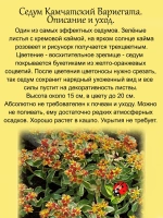 Седум Камчатский Вариегата очиток многолетний