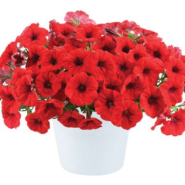 32217 Петуния CASCADIAS CHILI RED (ВЕСНА 2025)