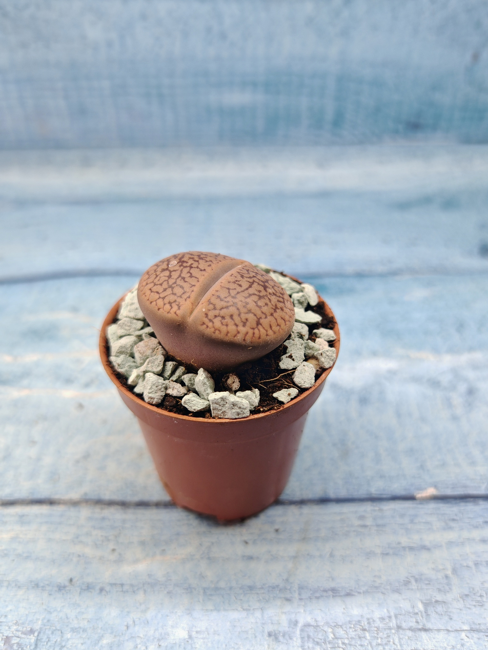 Lithops sp. (Литопсы)