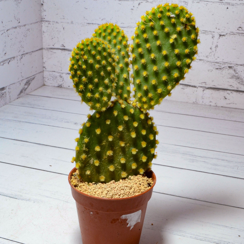 Opuntia Microdasys (Опунция)
