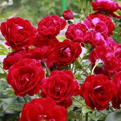 Ред Абунданс (Red Abundance)