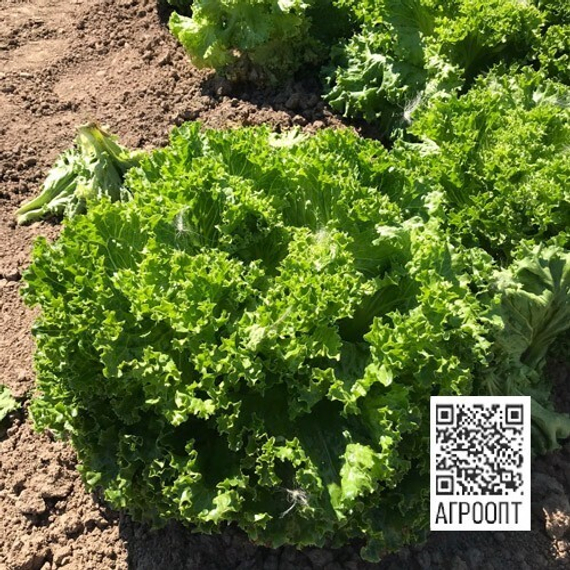 Ландау семена салата лолло блонда (Rijk Zwaan / ALEXAGRO) культура – фото 5