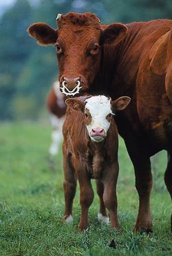 Кольцо носовое с шипами для телят, против самовыдивания, 9х8 см
