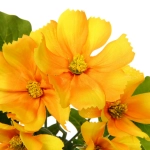 Цветочная композиция «Поцелуй лета» Космея желтая 20см