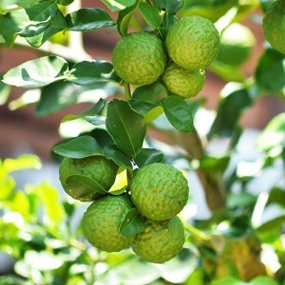 БЕРГАМОТ ИТАЛЬЯНСКИЙ Эфирное масло (BERGAMOTE OIL ITALY Ventós)