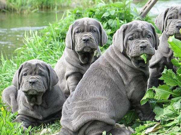 Мастино наполетано Мастино наполетано