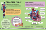 Как устроено твое тело