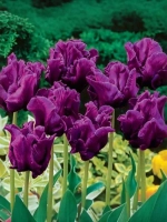 Тюльпан Попугайный Викториас Сикрет