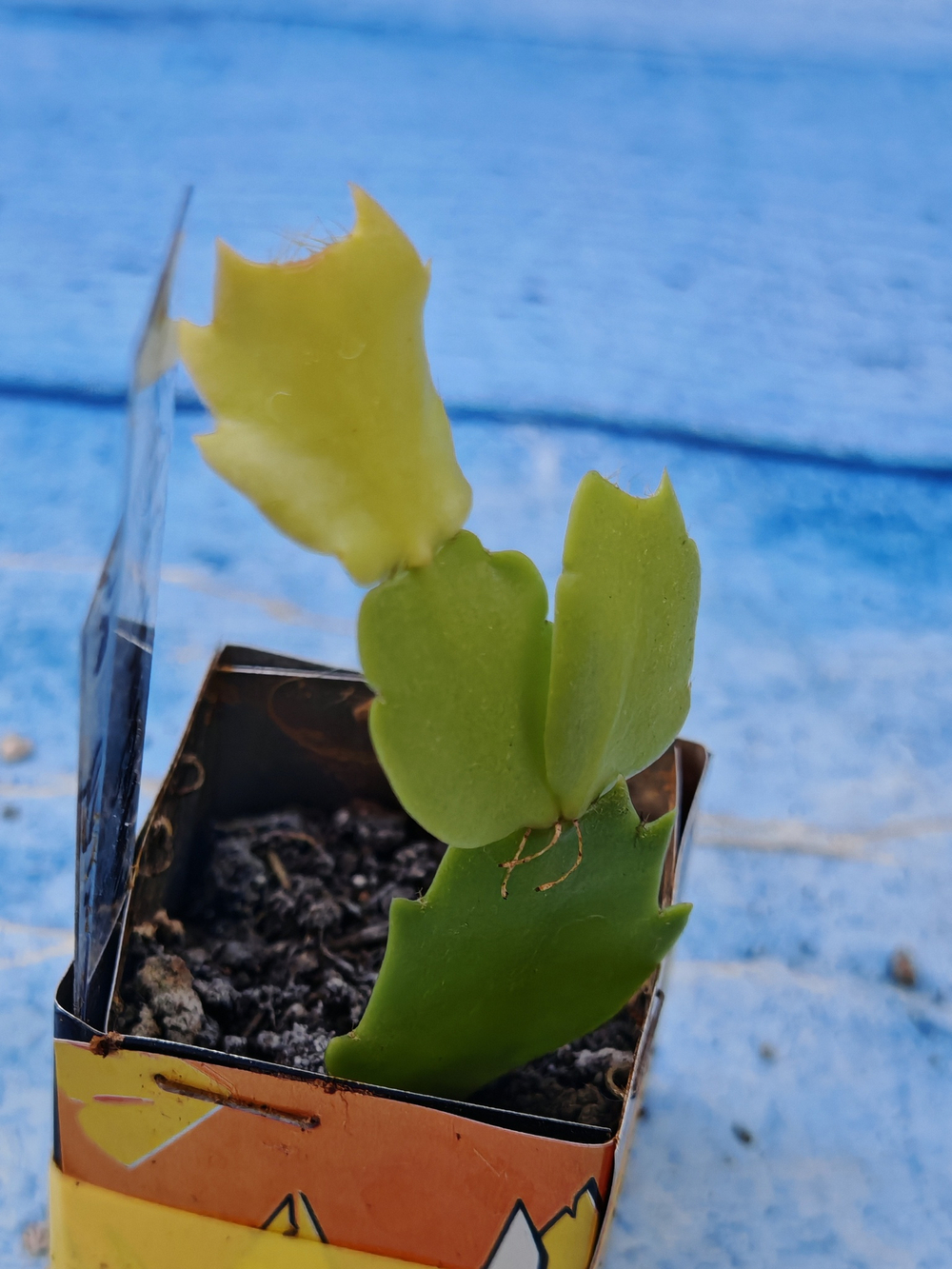 Schlumbergera cv. Cristen Aurea (Шлюмбергера)