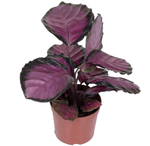 Калатея Розеопикта Роси