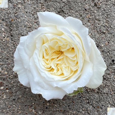 кусты для сада — сорт Розали Романтика — ароматная романтическая роза