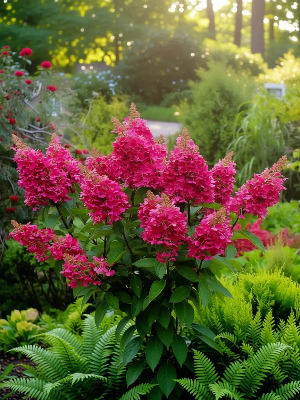 Вимс Ред гортензия метельчатая