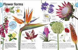 Trees, Leaves, Flowers and Seeds: A visual encyclopedia of the plant kingdom