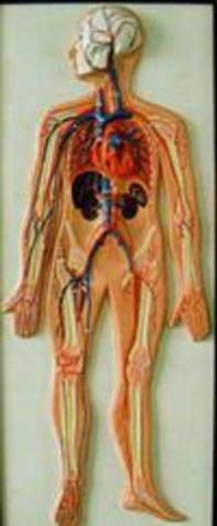 Модель барельефная «Кровеносная система»