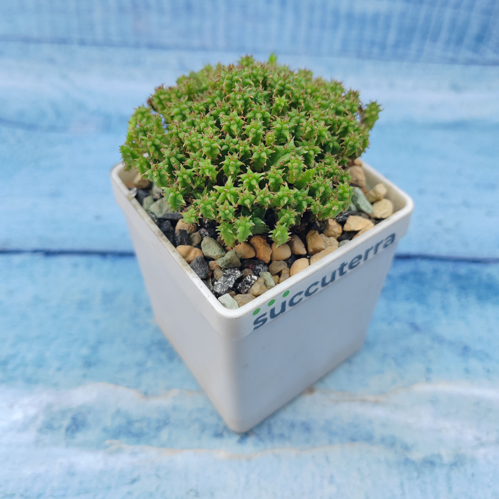 Euphorbia Submammillaris (Эуфорбия)