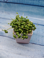 Senecio Rowleyanus (Крестновник Роули)