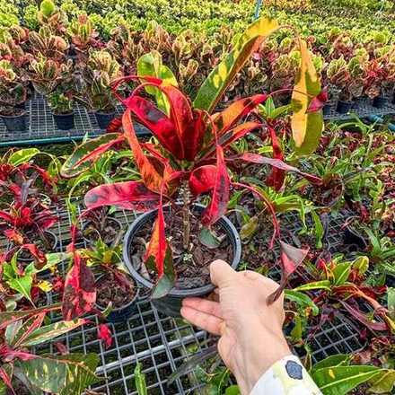 Кротон RED DIAMOND – YAD MANEE