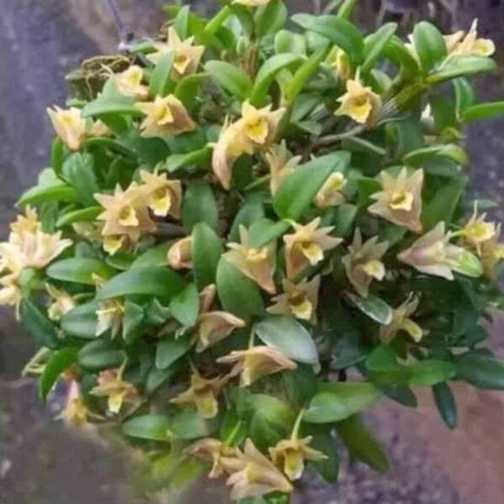Орхидея DENDROBIUM HYMENANTHUM