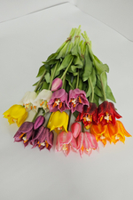 Тюльпаны лилиецветные / Арт 2521