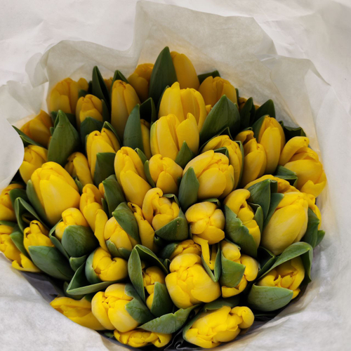 Тюльпан классика (банч 50шт) Желтый