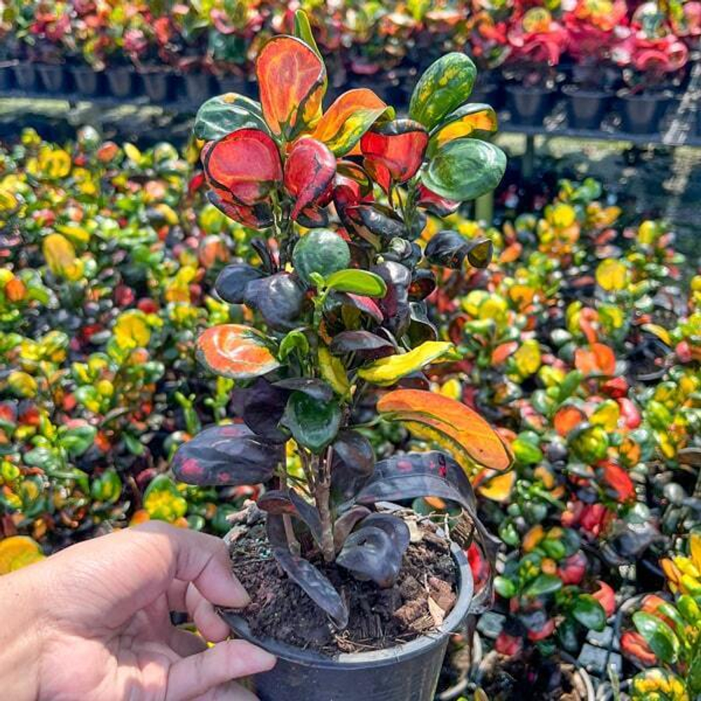 Кротон TANG HU