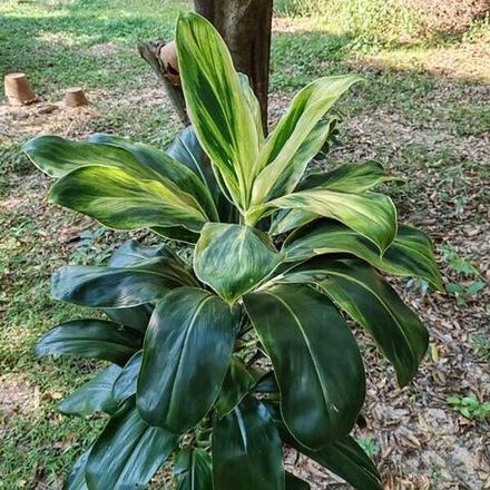 Кордилина TAURUS