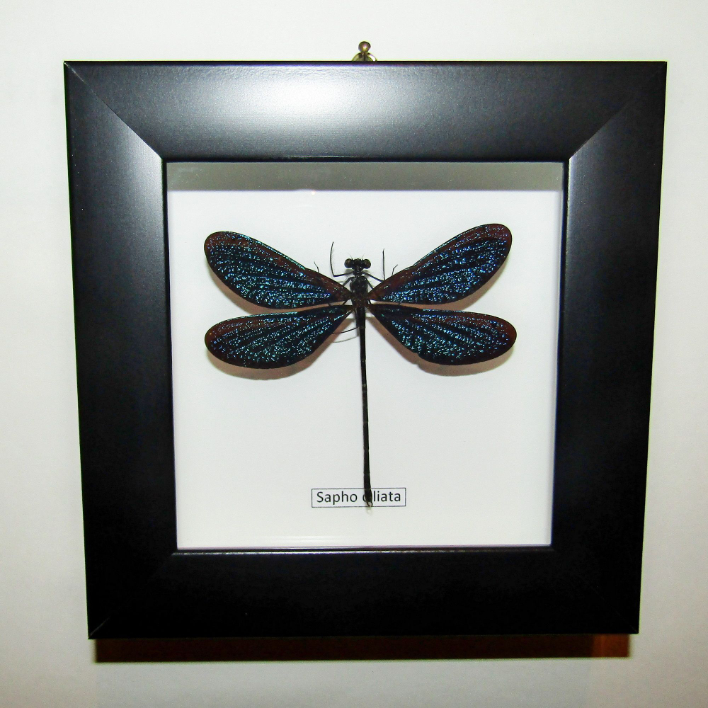Стрекоза Sapho в рамке