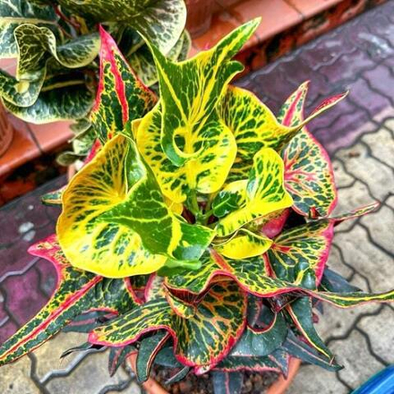 Кротон PHOENIX GON – SAGUN MANGKORN