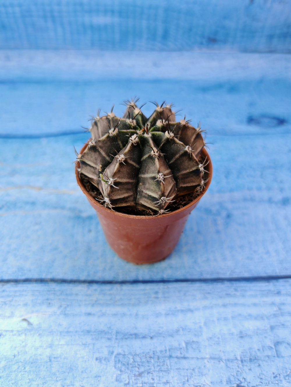 Gymnocalycium Friedrichii (Гимнокалициум)