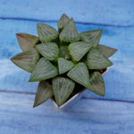 Haworthia Comptoniana Hybride hybrid (Хавортия)