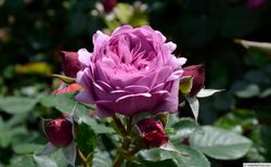 Роз Тэльма (Rose Thelma)