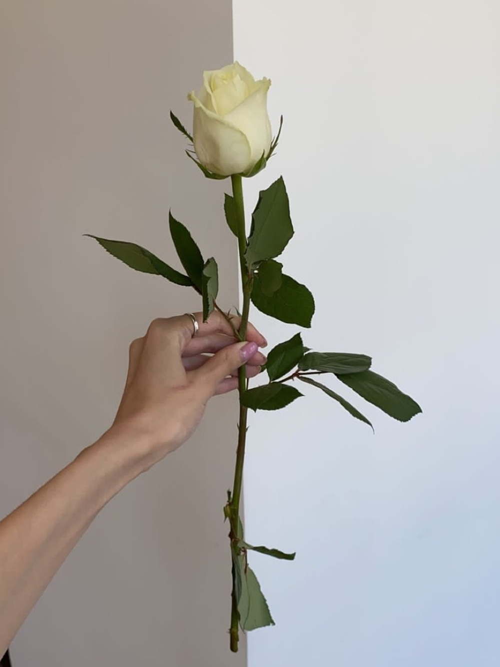 Роза белая (40см) АКЦИЯ