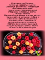 Малина ремонтантная Золотая Зюгана медовая жёлтая