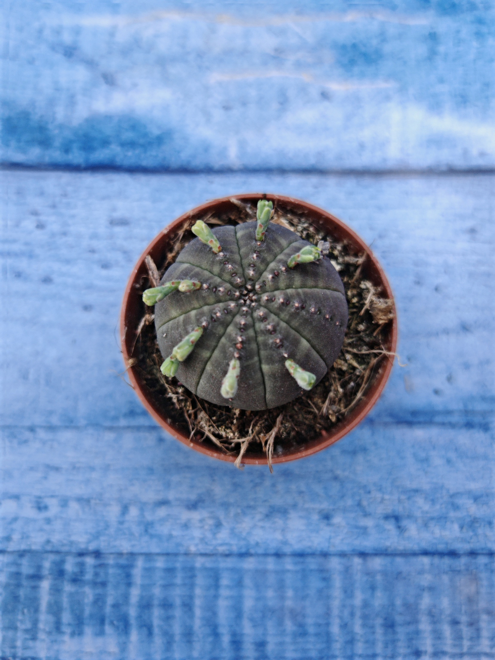 Euphorbia Obesa (Эуфорбия)