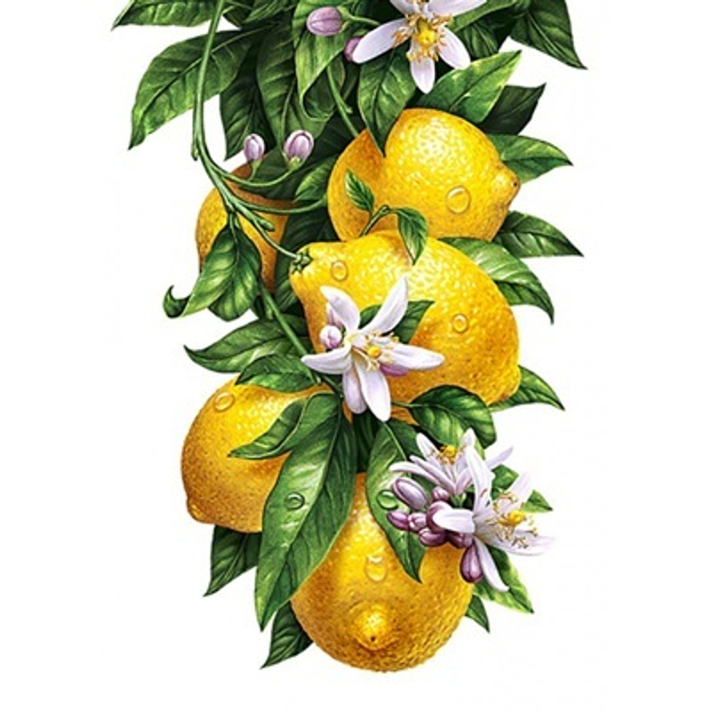 ЦИТРОНЕЛЛИЛ НИТРИЛ (CITRONELLYL NITRILE) Ventos
