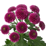 Сантини микс