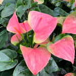 Антуриум Андрэ SWEET DREAM