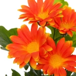 Цветочная композиция «Поцелуй лета» Хризантема оранжевая 20см