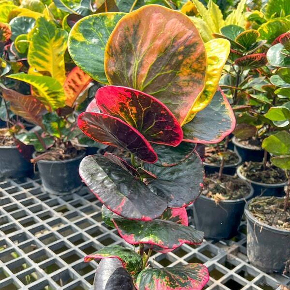 Кротон YOD KHUMPHON