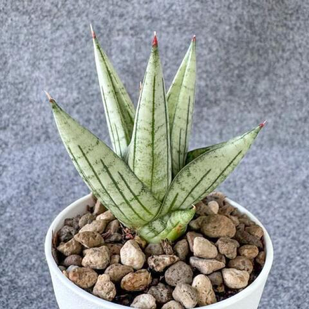 Сансевиерия JUPITER