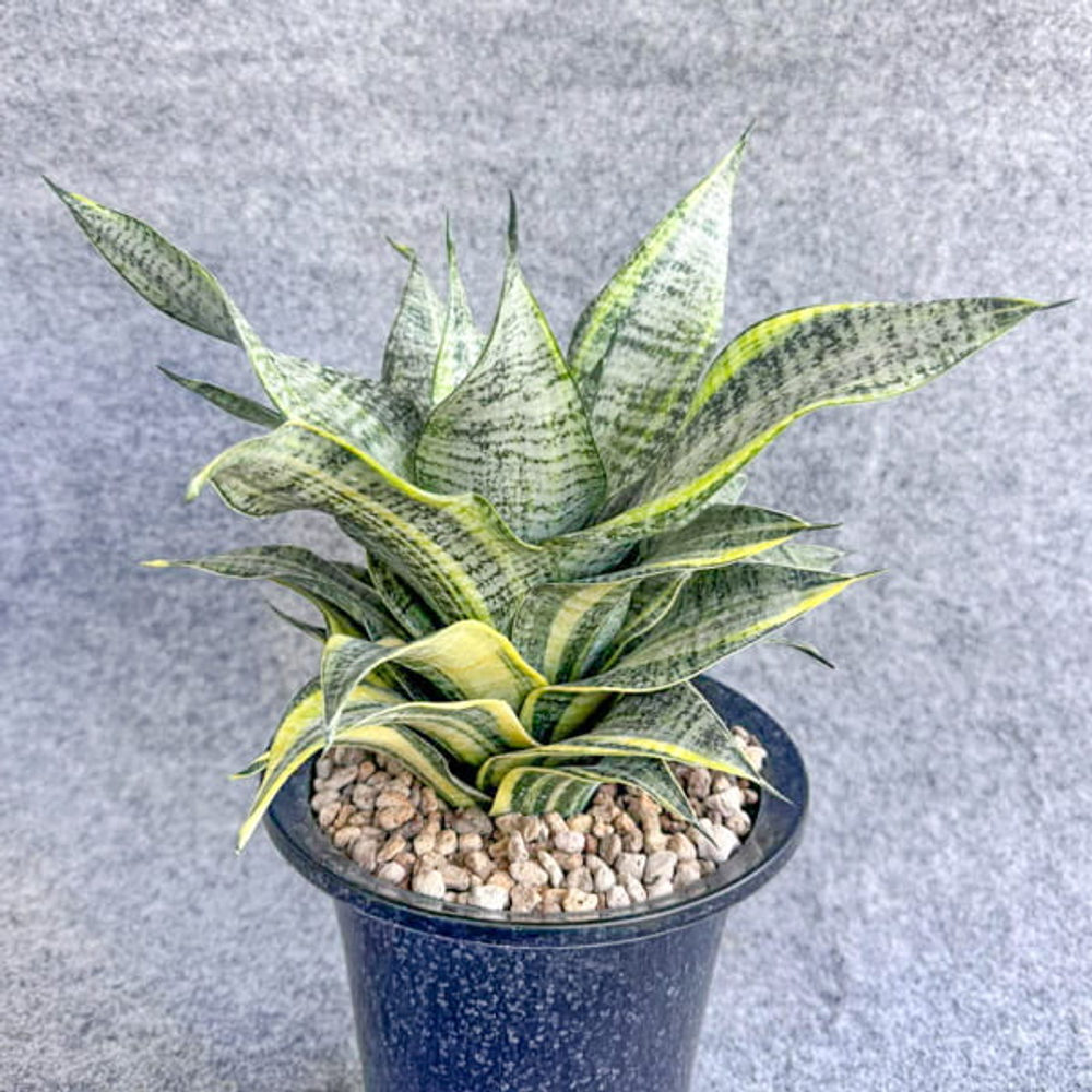 Сансевиерия MARGA VAR