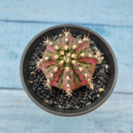 Gymnocalycium T-Rex Pink hybride (Гимнокалициум T-rex)