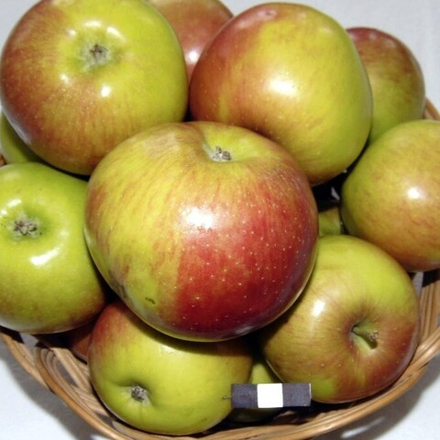 Яблоня Александр Бойко