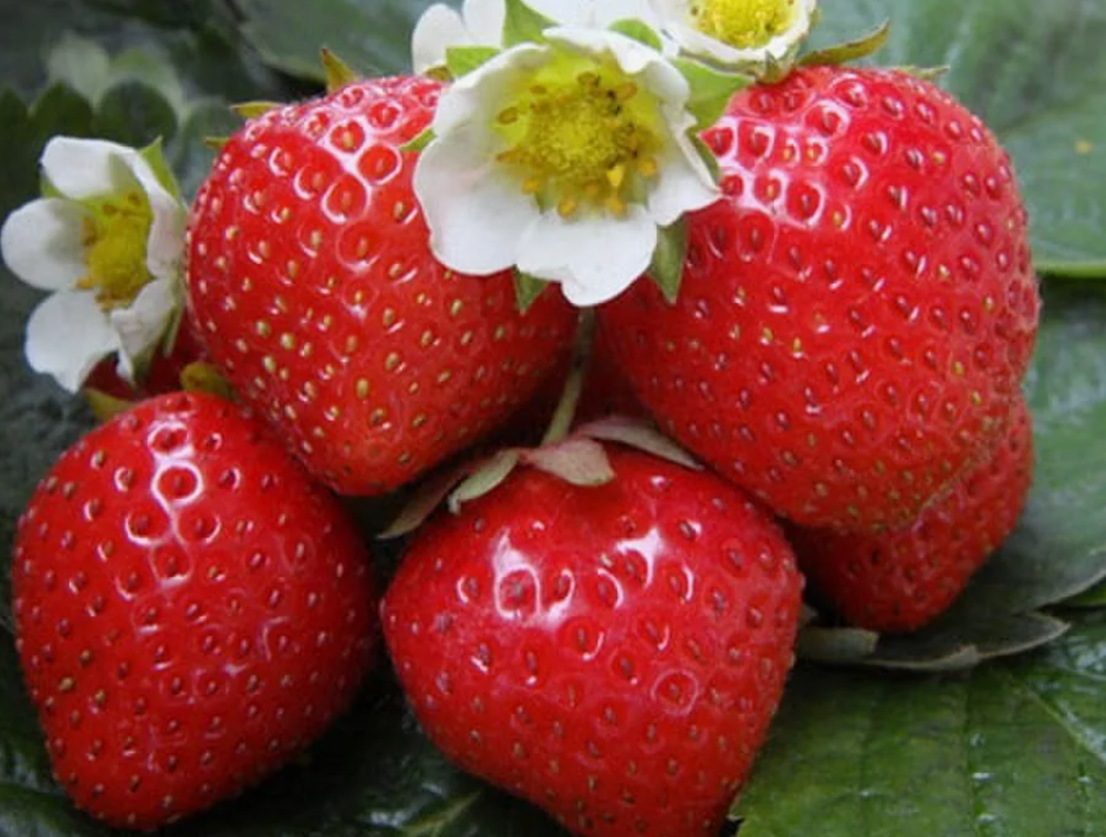 Клубника Фигаро рассада меристема