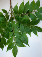 Акация / Арт 1015